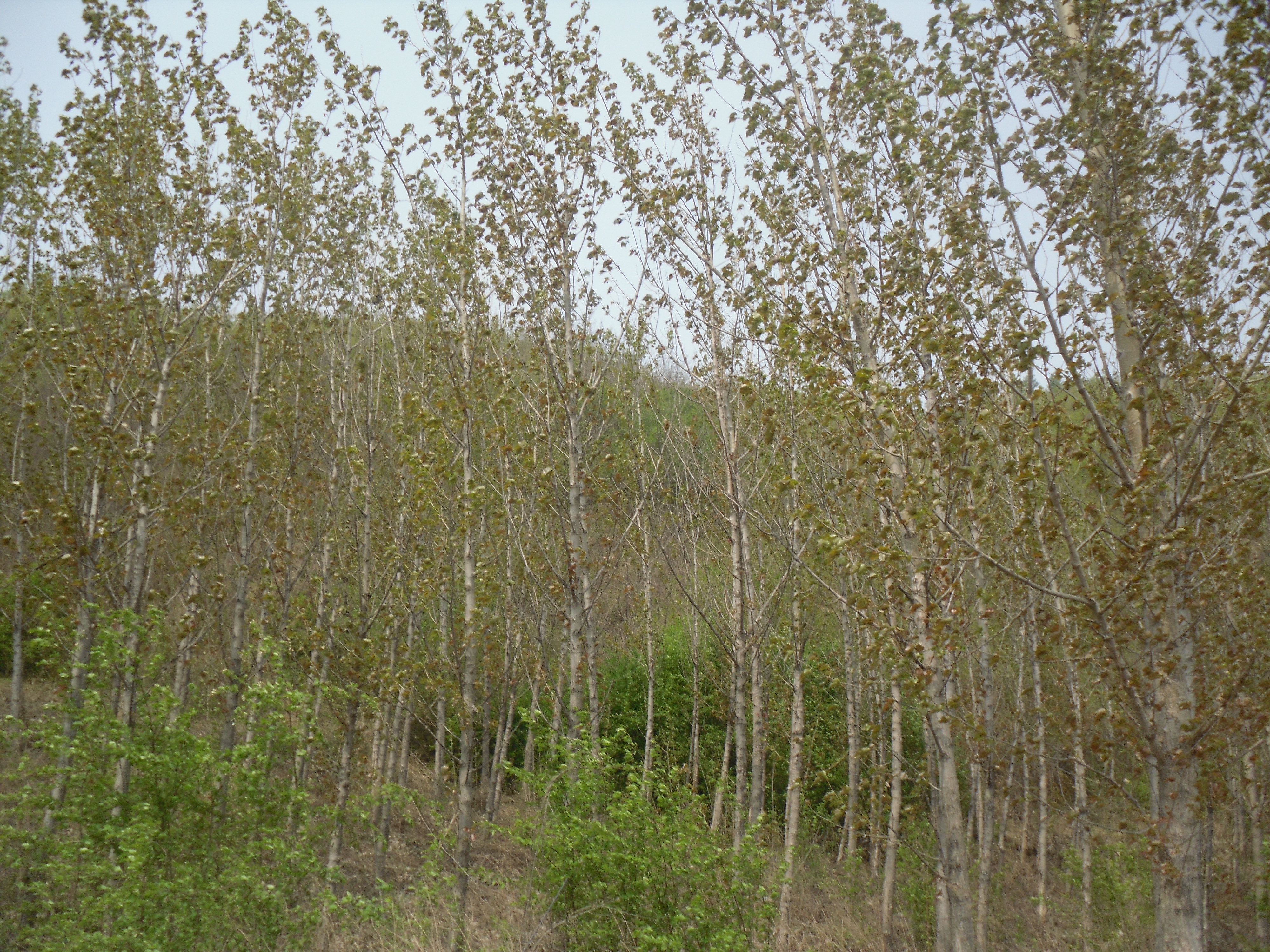 7̖ �����в���(zh��n)�������ӻ�ɽɽ��ʹ�Ù�(qu��n)�����ϴ̻���